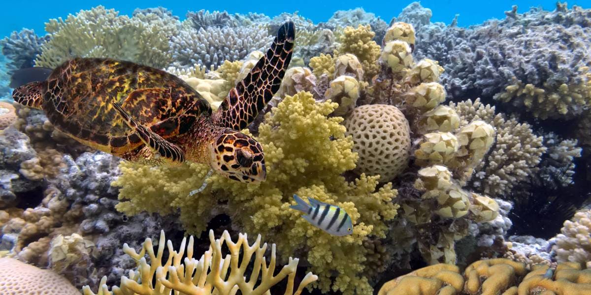 gran barrera de coral